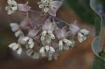 Pinewoods milkweed